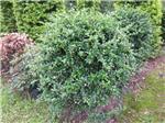 專業(yè)綠化植工程服務(wù)——中山市東區(qū)廣茵園藝工程部全方位介紹
